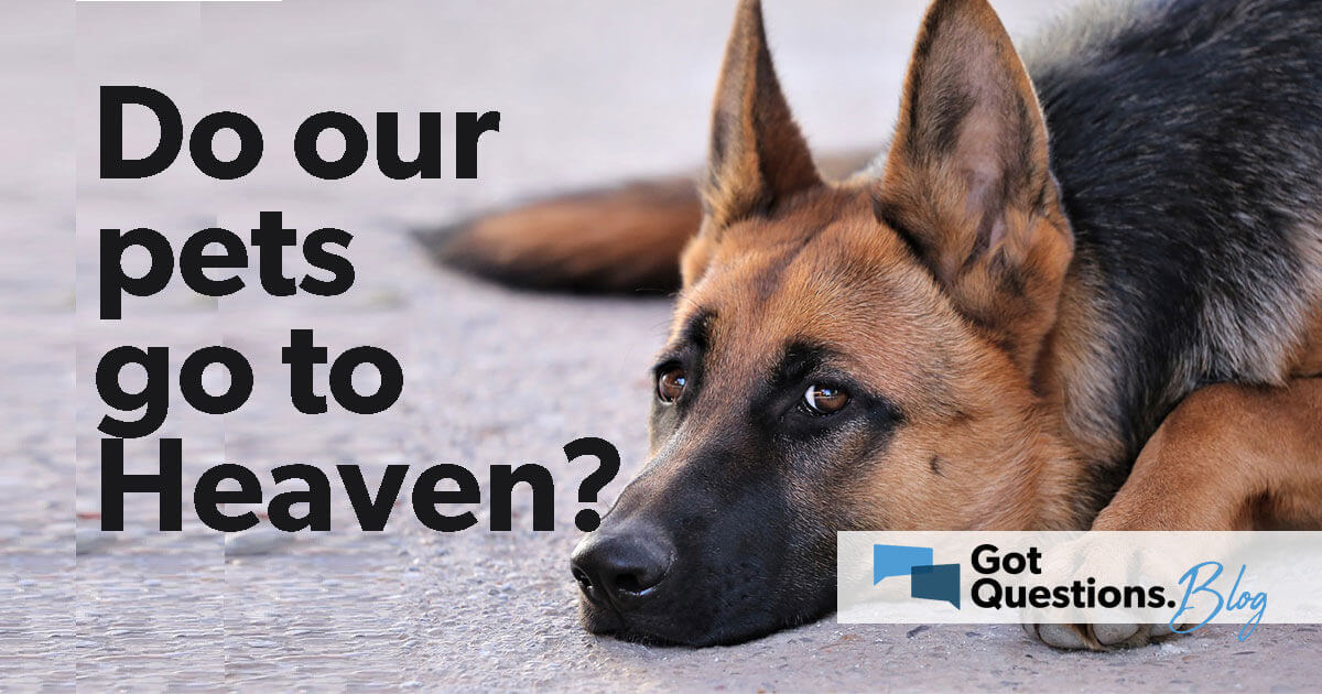 Do pets go to heaven?